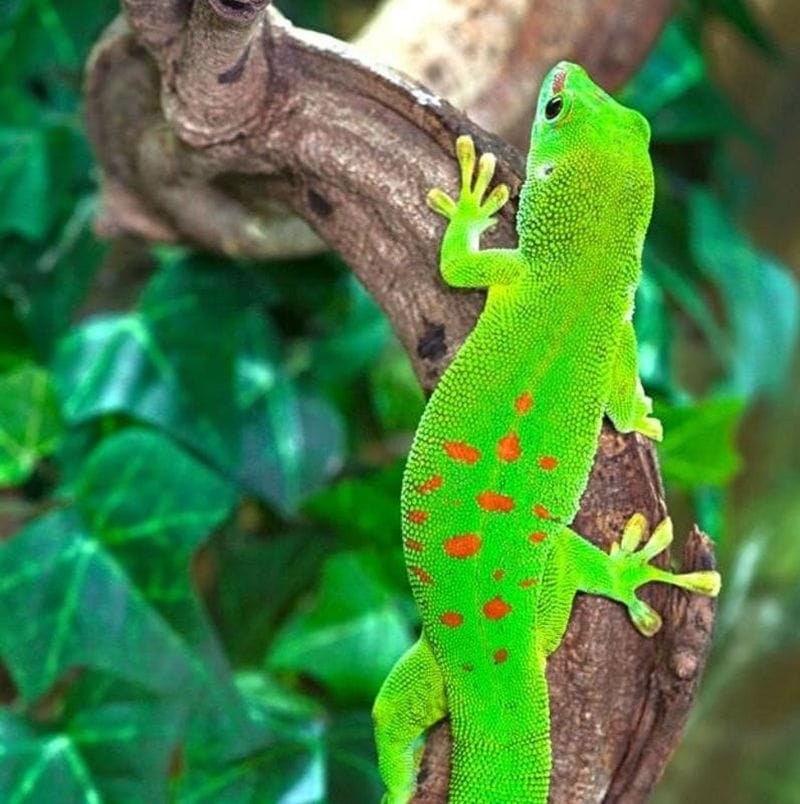 Billet Planet Exotica : Billet d'entrée