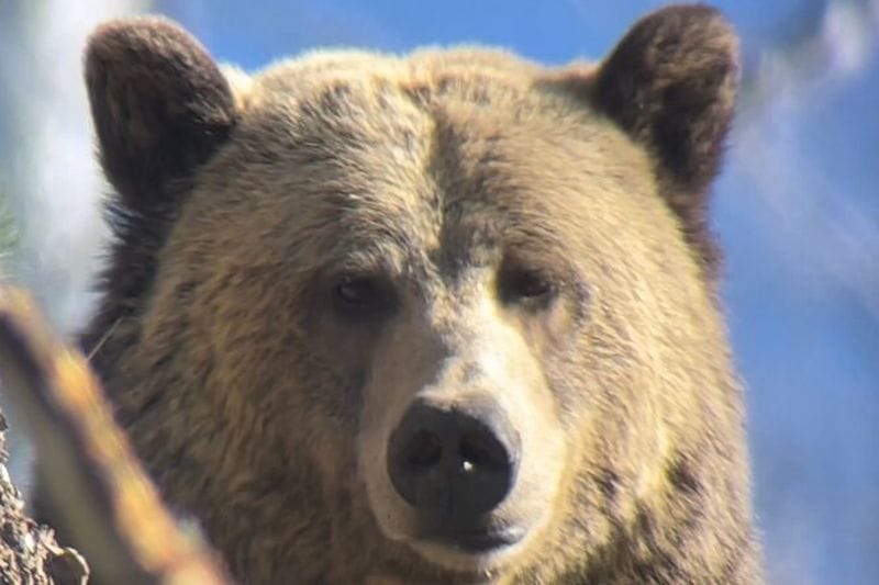Billet Visite privée de Yellowstone : sites emblématiques, faune, randonnées familiales + déjeuner