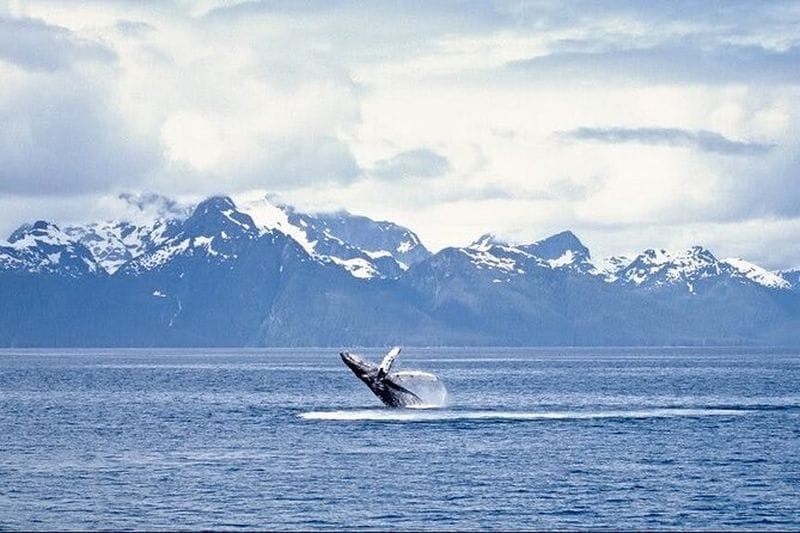 Billet Juneau Wildlife Whale Watching