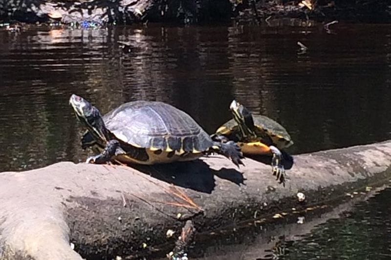 Billet Kitty Hawk Woods Kayak Tour