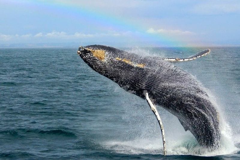 Billet Excursion d'observation des baleines Monterey Californie