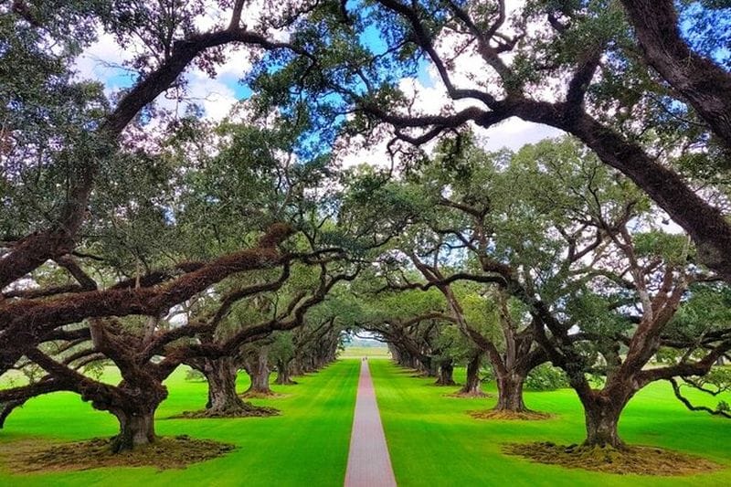 Billet Transport (uniquement) vers une plantation de Louisiane