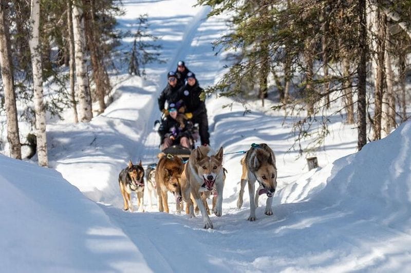 Billet Aventure en traîneau à chiens à Willow, Alaska