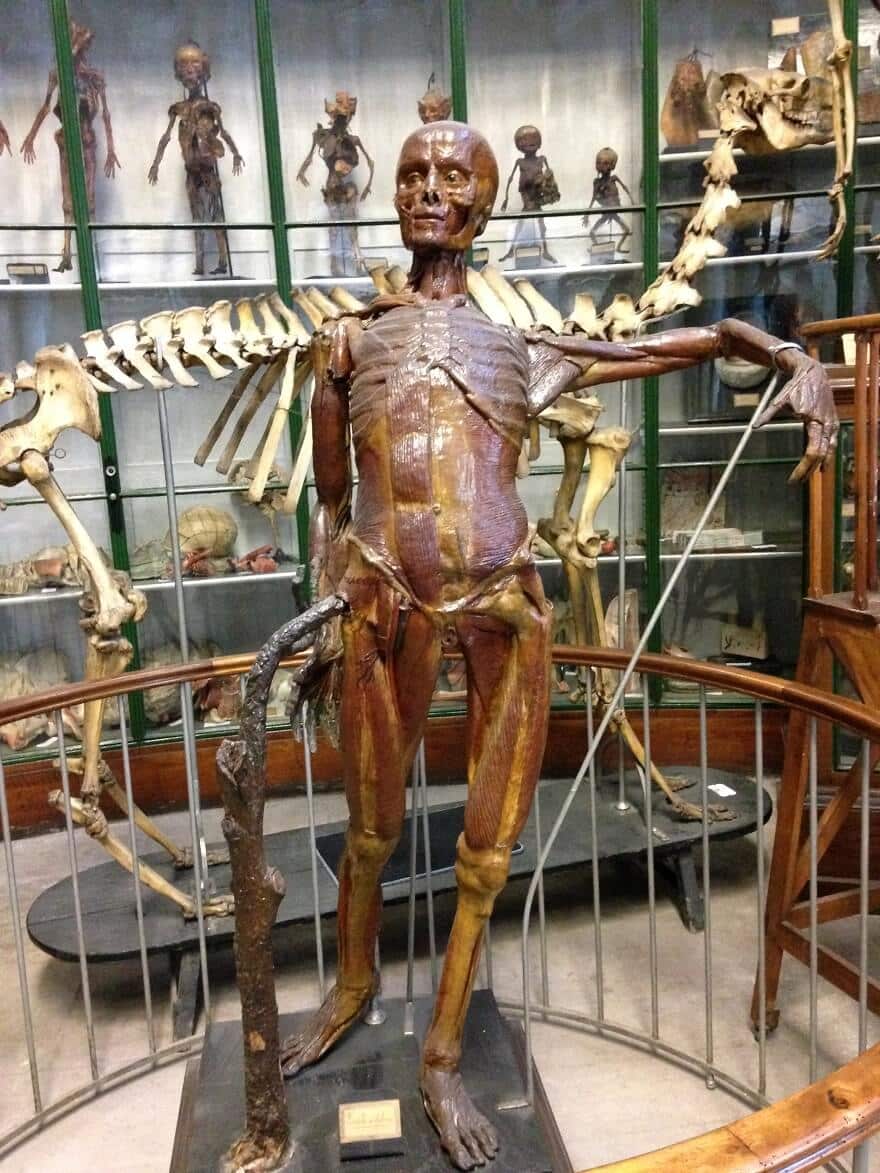 écorché, musée d'anatomie Montpellier