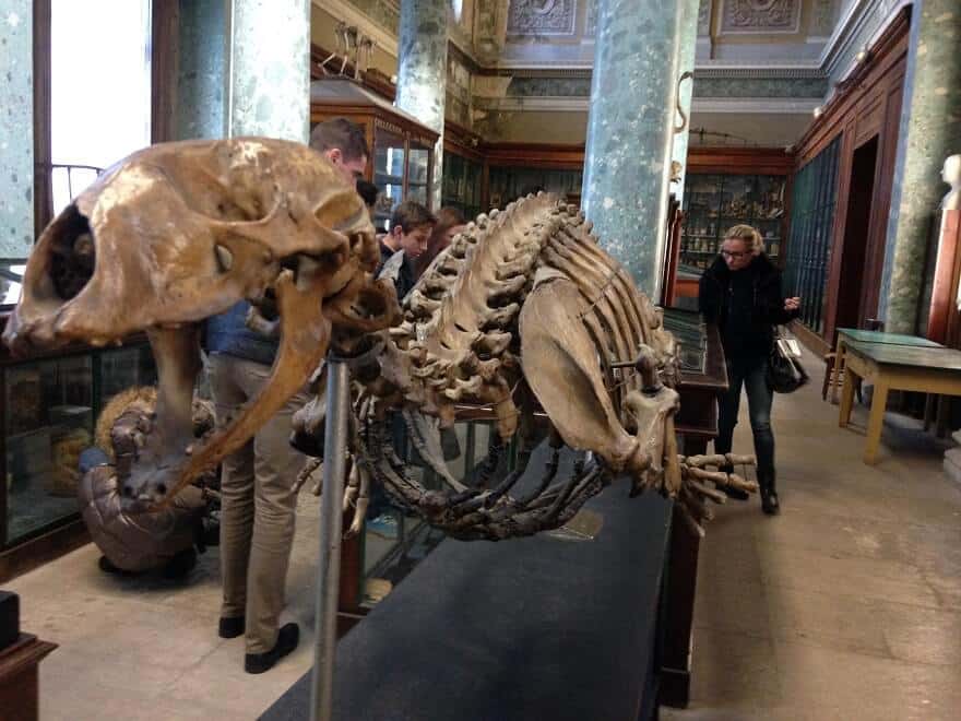 Squelette, Musée d'Anatomie de Montpellier