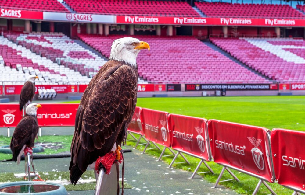 aigles du FC Benfica prêts à voler