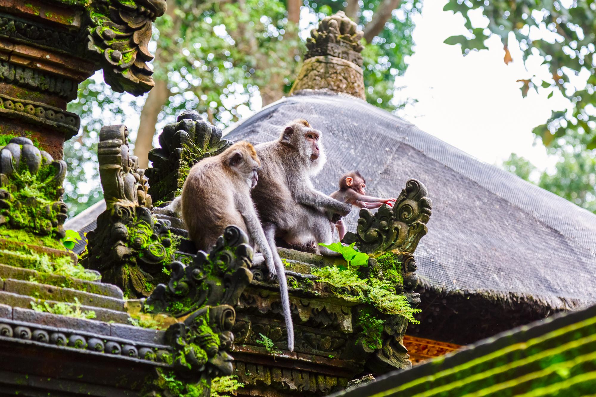 Forêt des singes d’Ubud