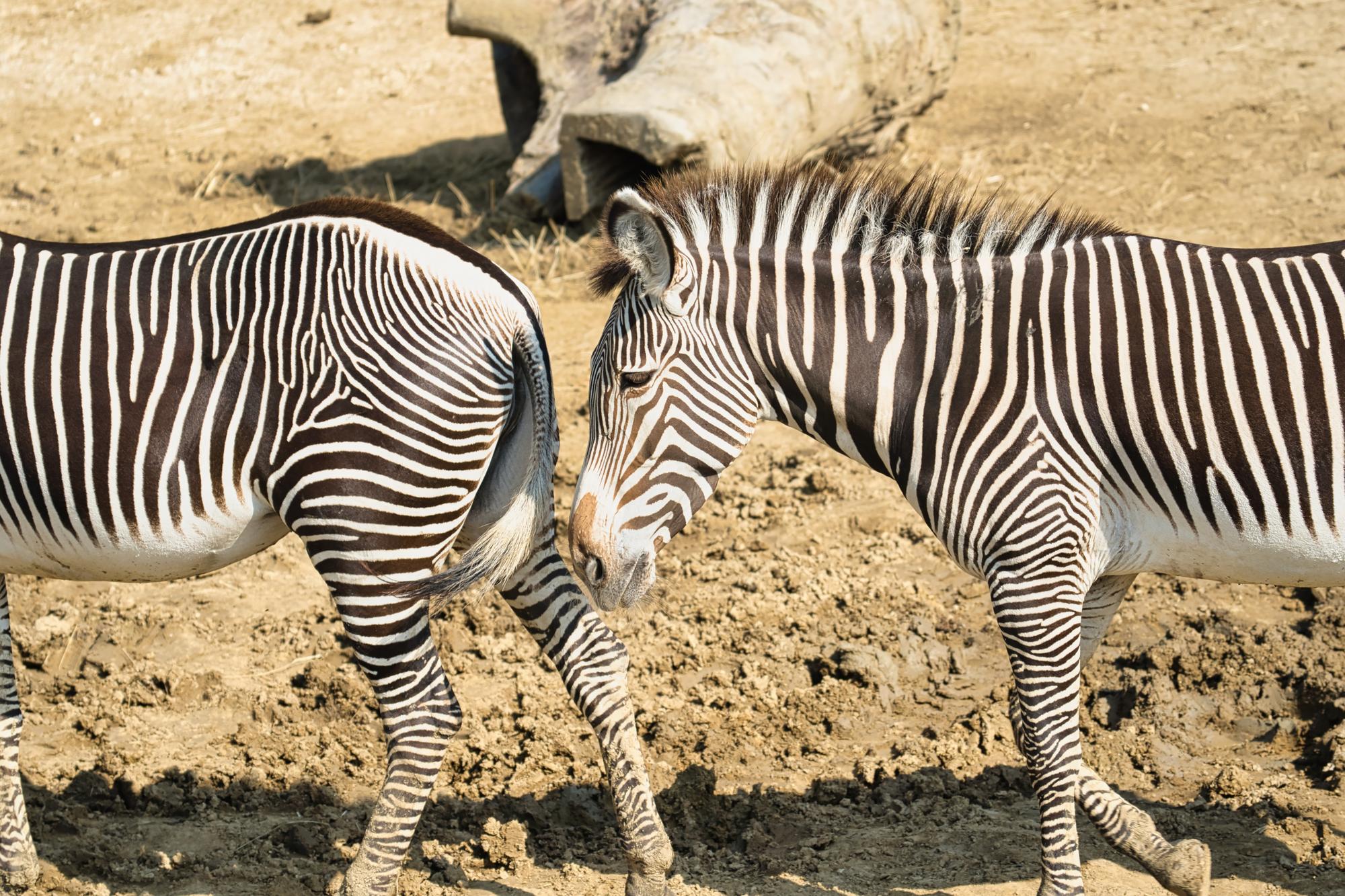 Parc zoologique de Paris