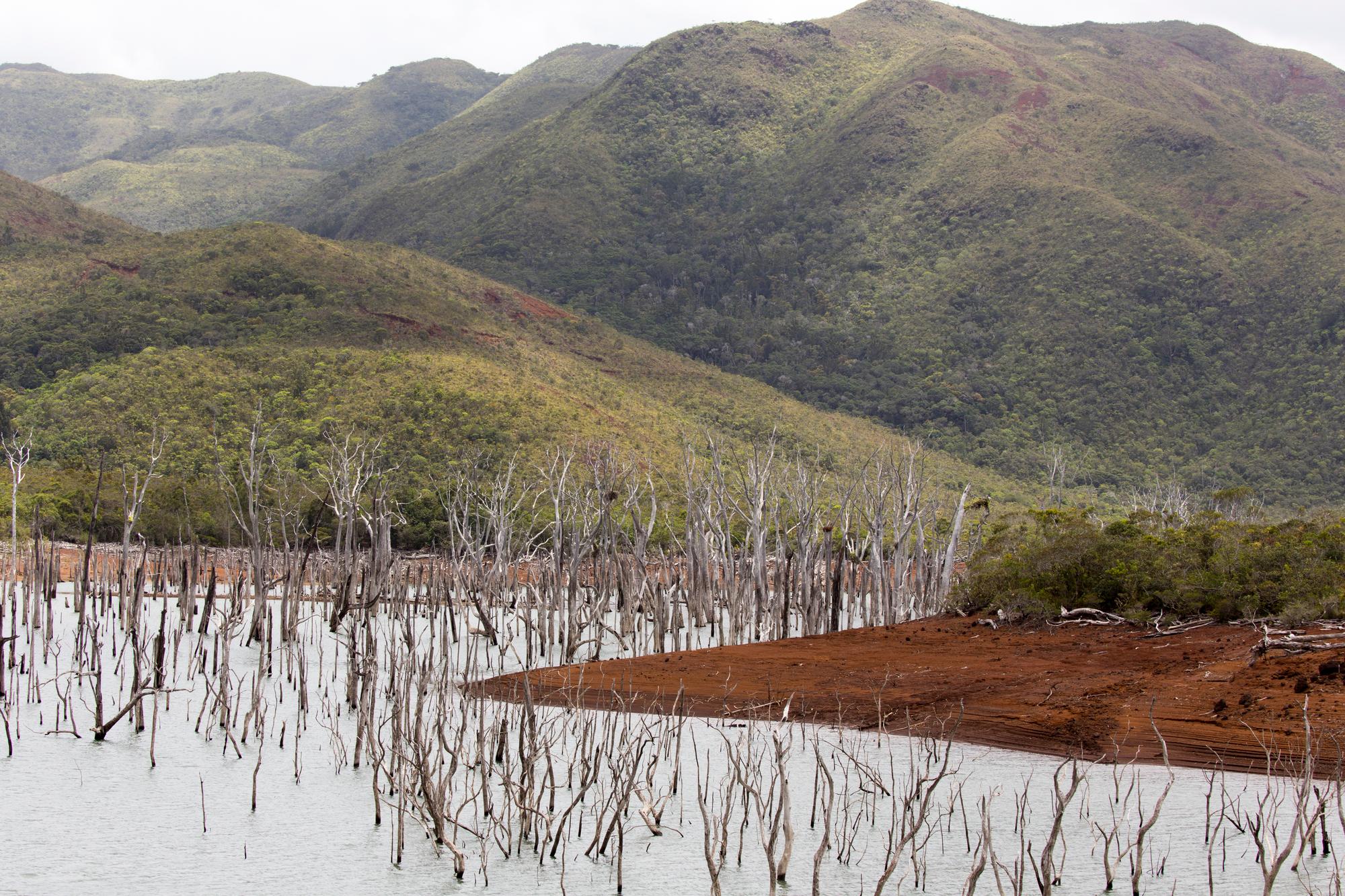 Forêt Noyée de Yaté