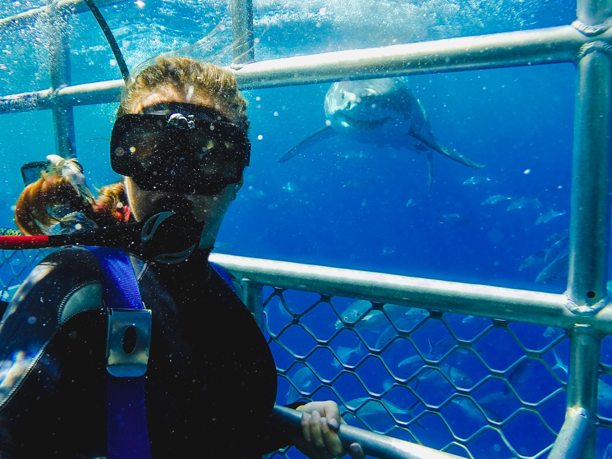 Observation de requins à Cap-Vert