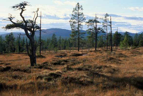 Parc national de Femundsmarka