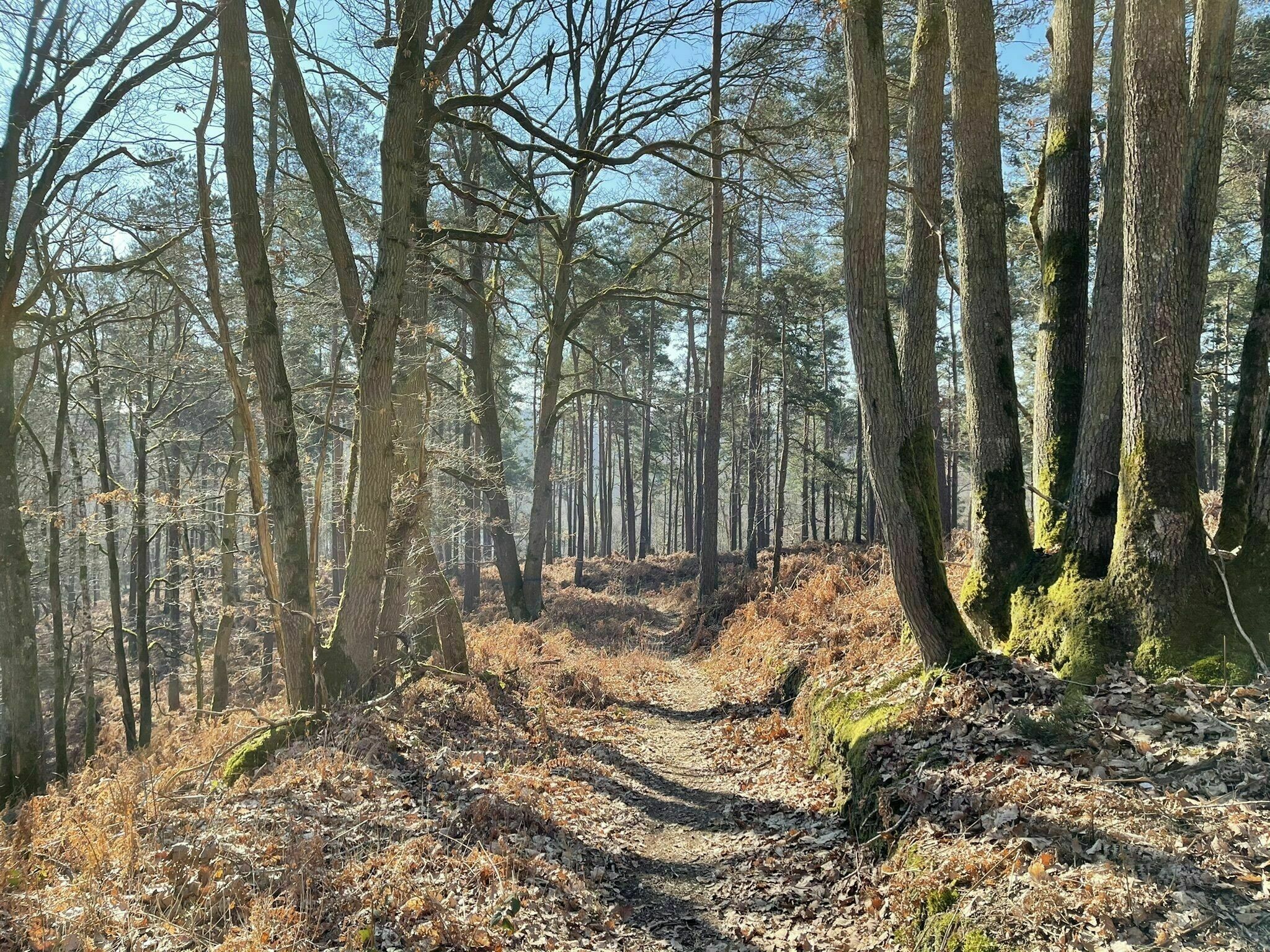 Forêt de Rambouillet