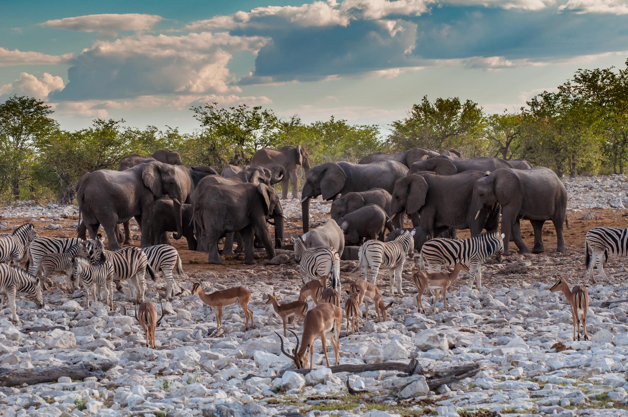 Parc national d'Etosha