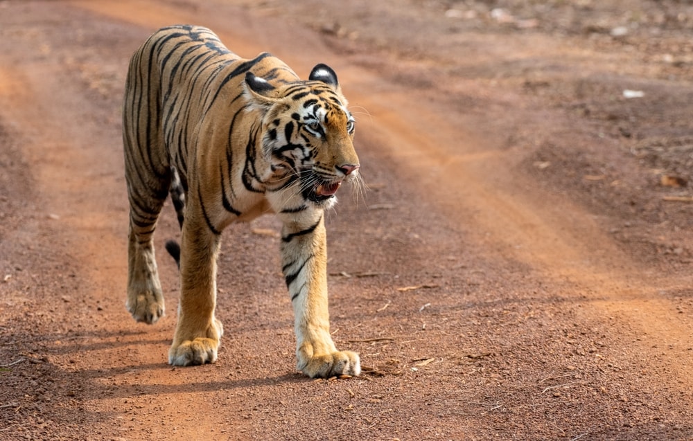 Parc national Jim Corbett