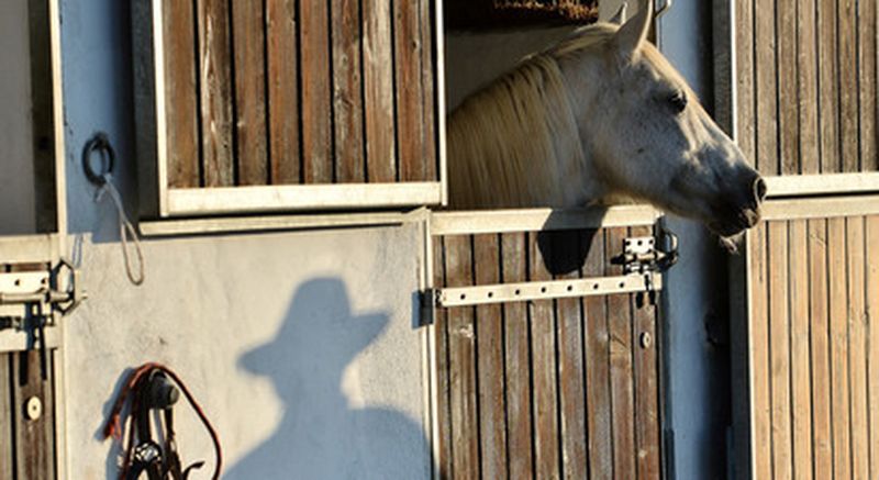 Billet Cours d'équitation en Camargue aux Saintes-Maries-de-la-Mer