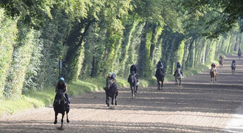 Billet Découverte du centre d'entrainement et des coursesau galop à l'Hippodrome de Chantilly