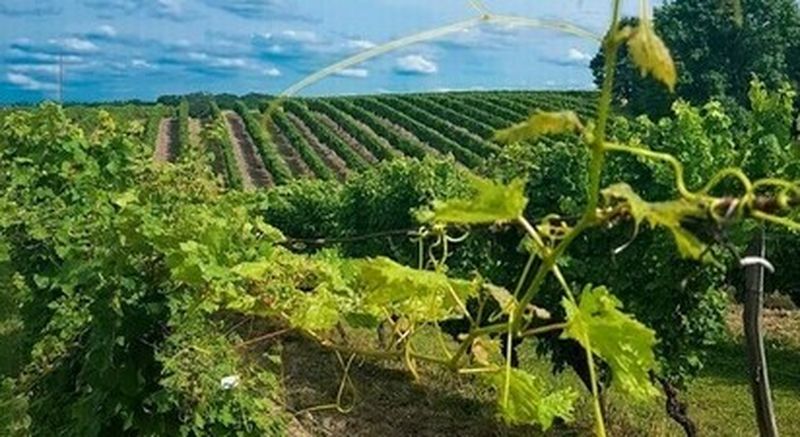 Billet Wine gaming à Pomport près de Bergerac