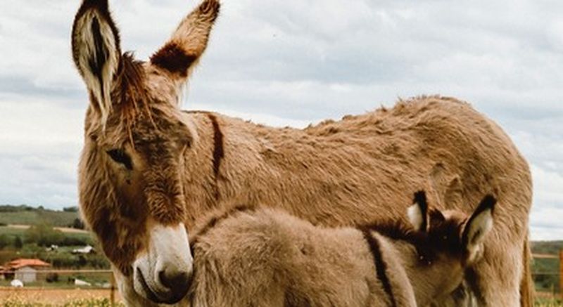 Billet Visite au sein d'une ferme cosmétique paysanne près de Lyon