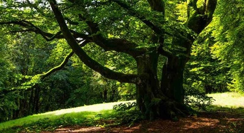 Billet Randonnée accompagnée aux portes de Morvan