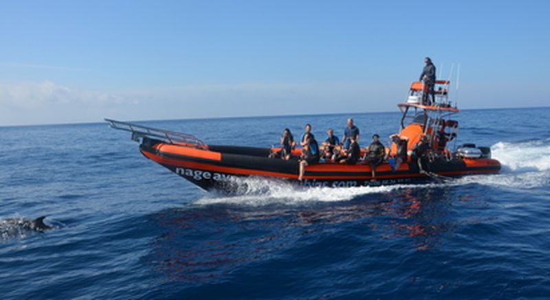 Billet Demi-journée de nage à proximité des animaux marins et observation des dauphins à Cannes