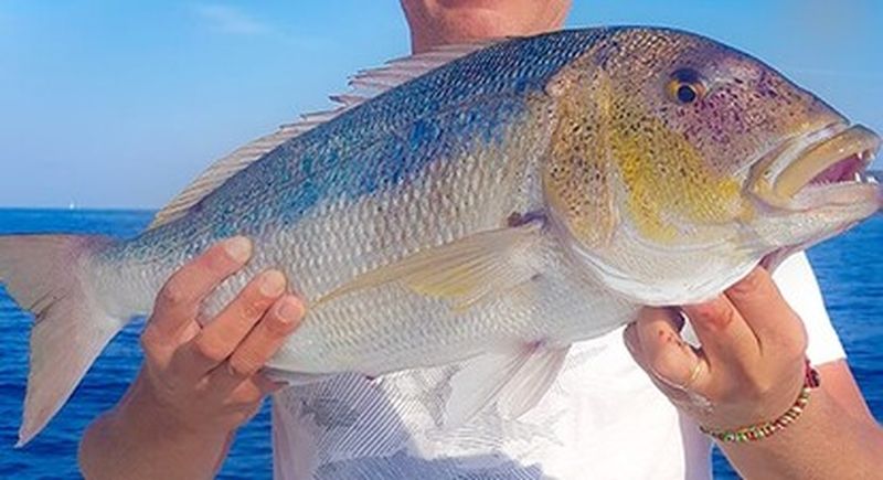 Billet Pêche au gros - sortie privée en bateau en Corse à Tizzano - Sartène