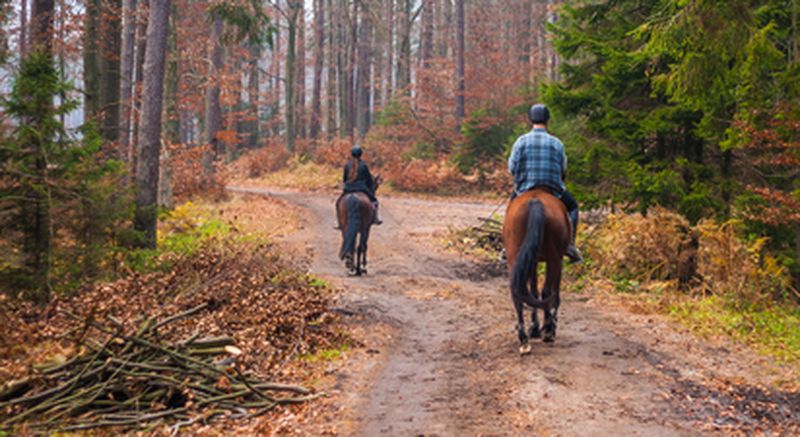 Billet Balade à cheval ou à poney à Saint-Cyr-sur-Morin (77)