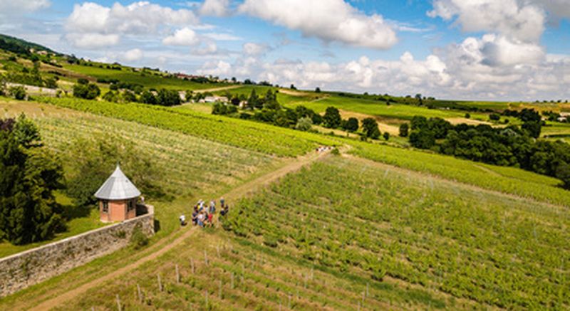Billet Chasse au trésor dans un domaine viticole au cœur du Beaujolais