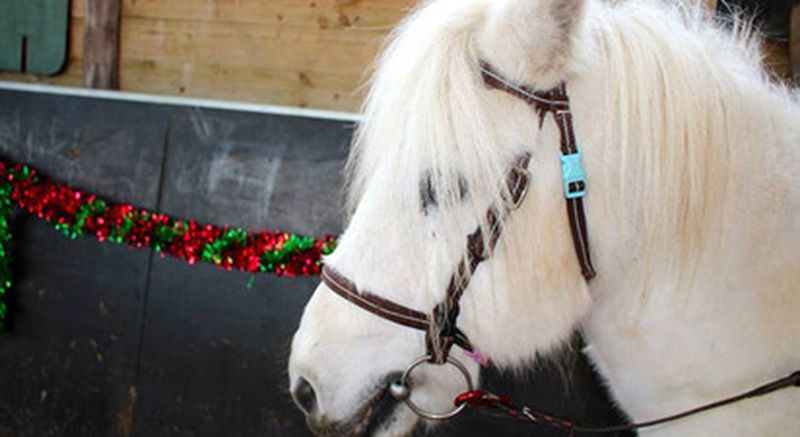 Billet Anniversaire enfant au Poney Club près de Melun