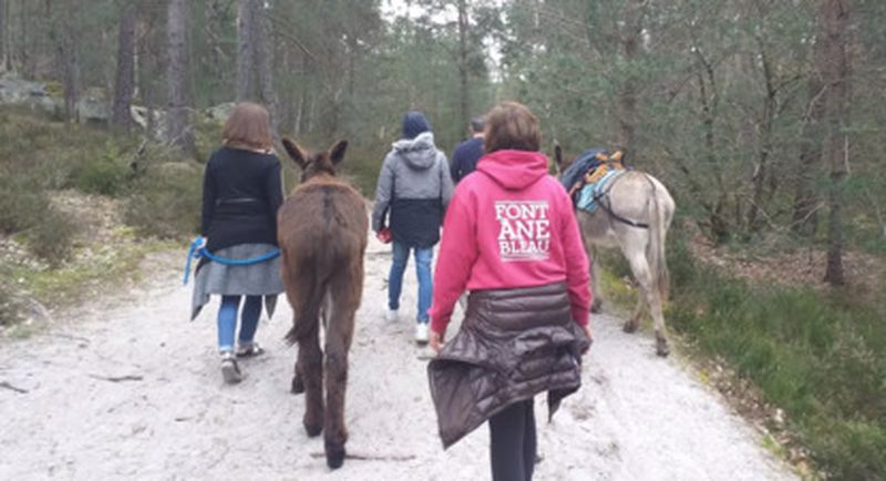 Billet Randonnée avec des ânes dans la forêt de Fontainebleau - 2 h pour 2 personnes