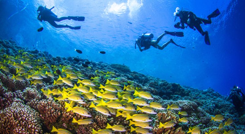 Billet Baptême de plongée à Ajaccio
