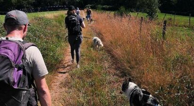 Billet Cani Rando au cœur du Parc naturel régional des Volcans d'Auvergne