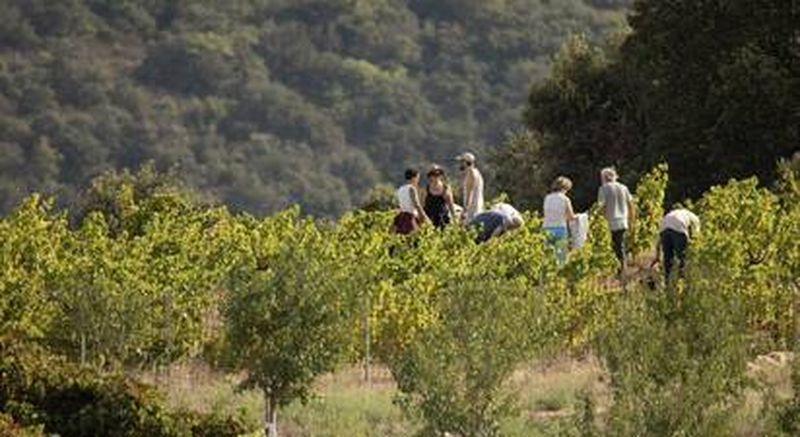 Billet Randonnée et dégustation de vin près de Perpignan