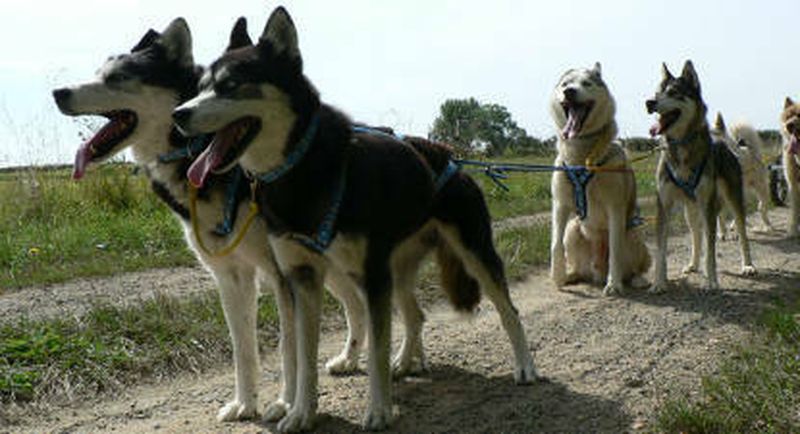 Billet Baptême doggy-kart près d'Angers