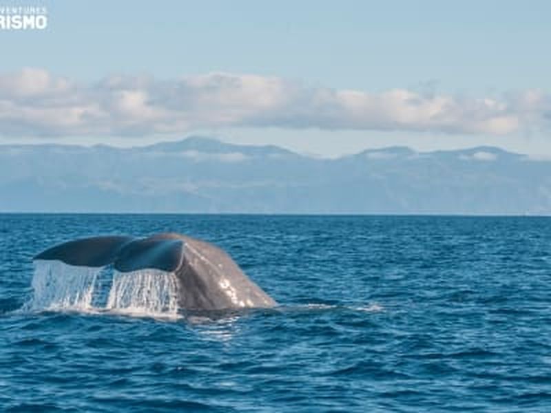 Billet Observation des baleines et des dauphins avec tour à l'îlot Vila Franca à São Miguel, Açores