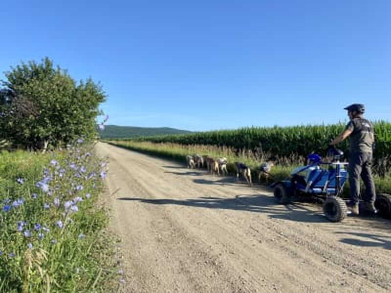 Billet Excursion cani-kart depuis Montréal avec visite d’une distillerie locale