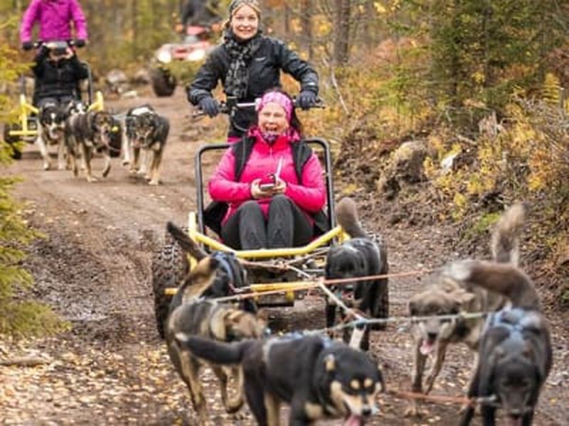 Billet Excursion en cani-kart depuis Rovaniemi