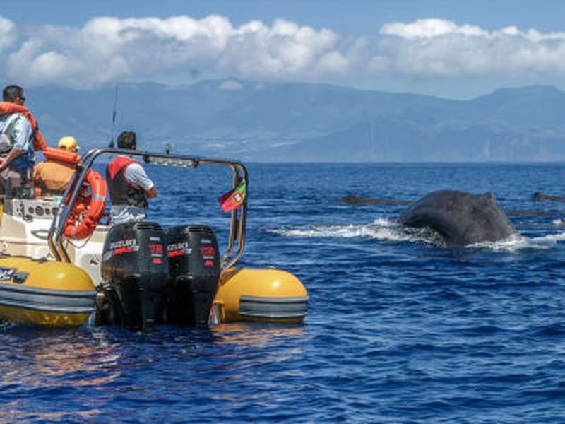 Billet Expédition d'observation des baleines et tour de l'îlot Vila Franca à São Miguel, Açores