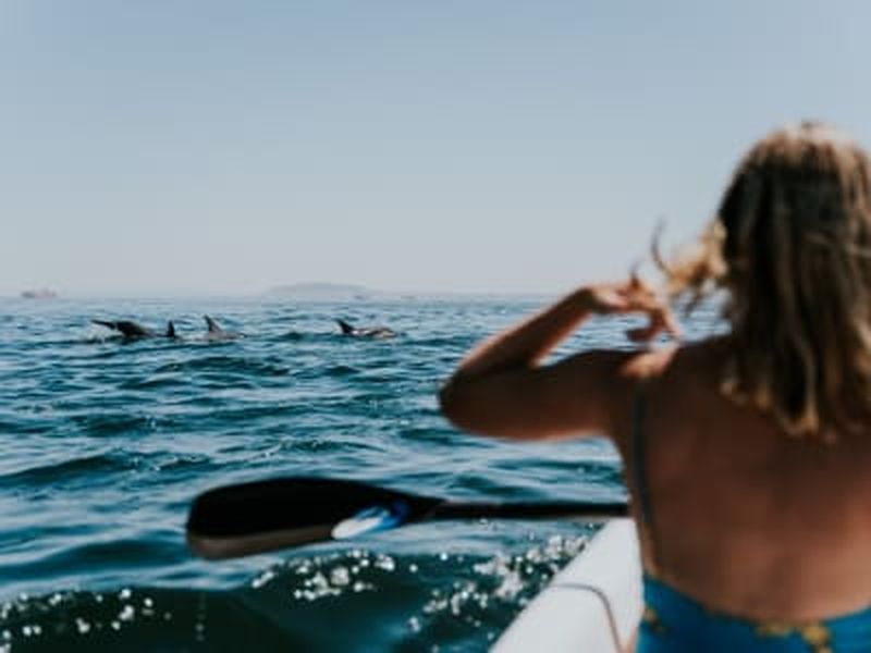 Billet Excursion guidée en kayak de mer avec les dauphins au Cap