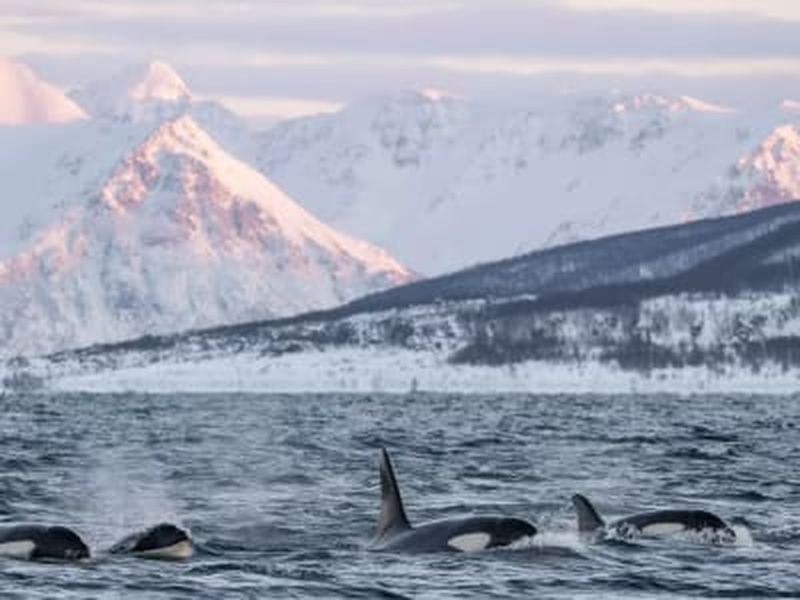 Billet Safari en bateau d'observation des baleines au départ de Tromsø