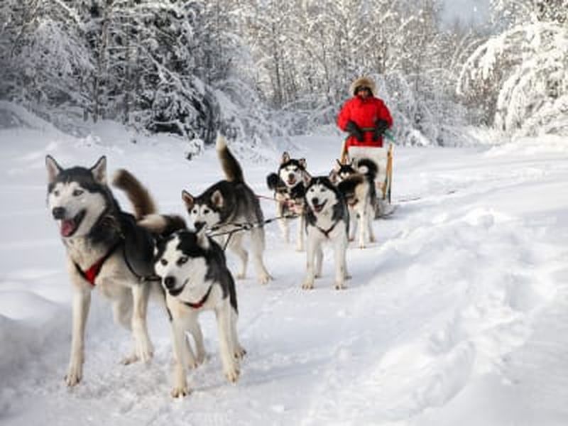 Billet Excursion en chiens de traîneau à Otter Lake près d’Ottawa