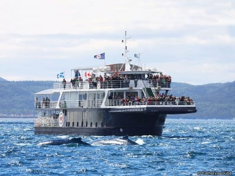 Billet Croisière aux baleines sur le Saint-Laurent, départ de Baie-Sainte-Catherine