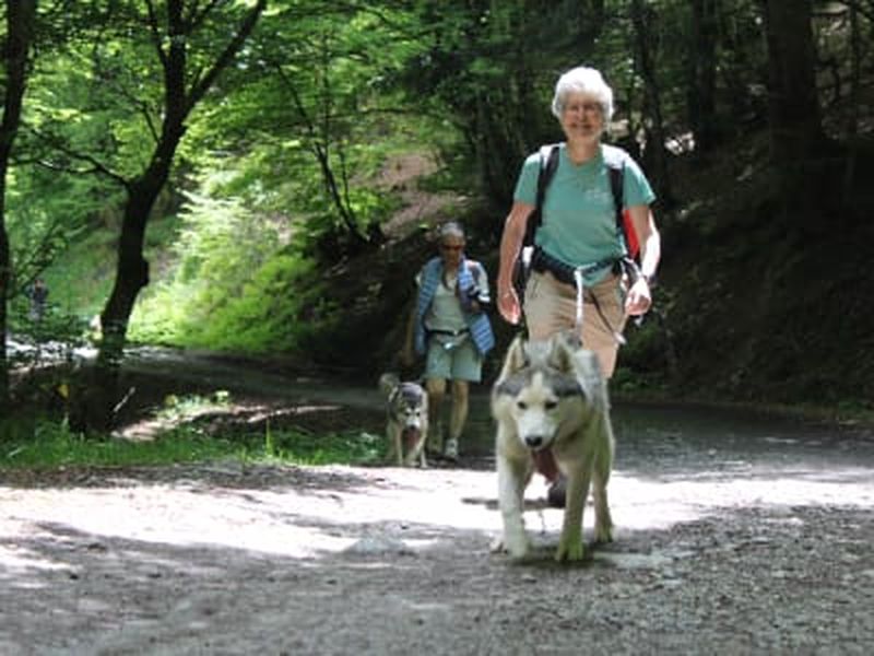 Billet Cani-randonnée dans la forêt du Bager à Oloron-Sainte-Marie, près de Pau