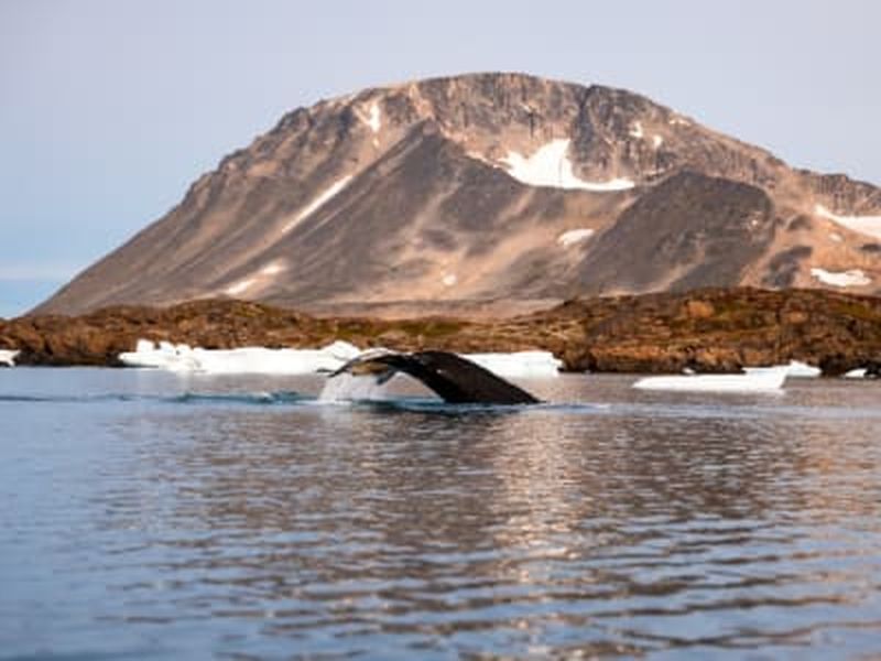 Billet Observation des icebergs et des baleines en bateau depuis Kulusuk