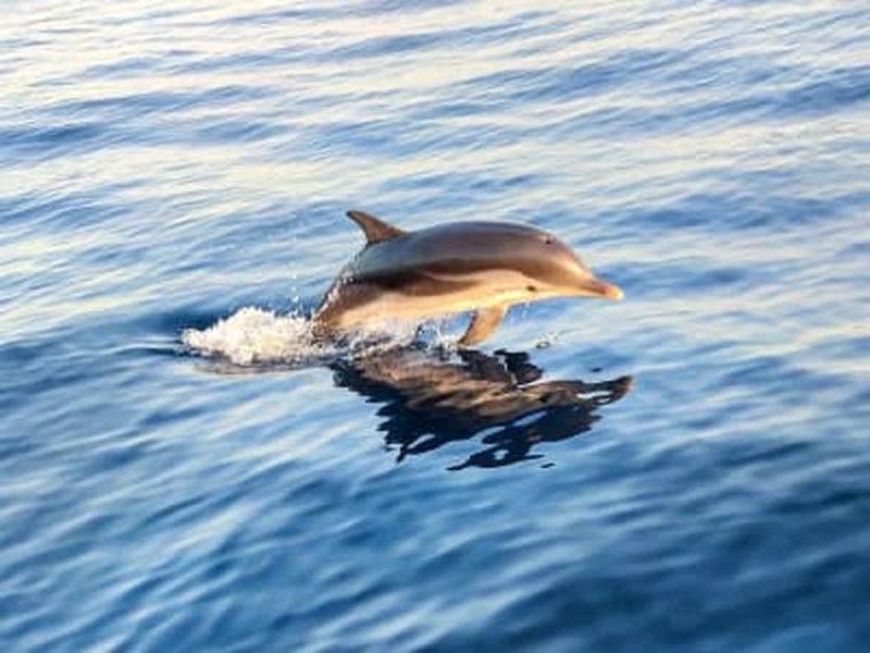 Billet Excursion en bateau à la rencontre des dauphins depuis Taormine, Sicile