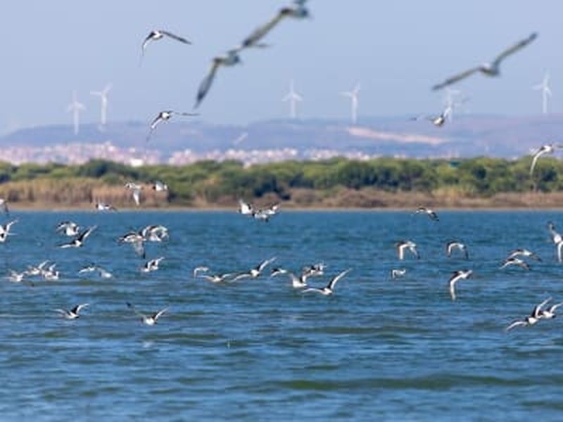 Billet Excursion en bateau pour observer les oiseaux dans l'estuaire du Tage, au départ de Lisbonne