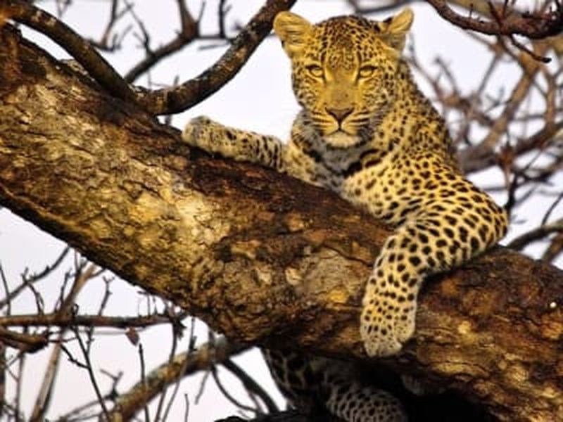 Billet Safari de 3 jours Big 5 et saut à l'élastique au départ du Cap