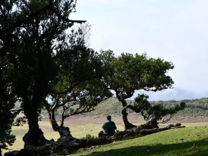Billet Randonnée guidée dans la forêt de Fanal près de Porto Moniz, Madère