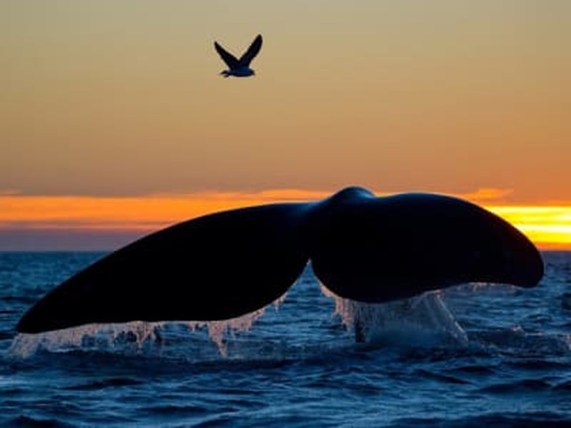 Billet Observation des baleines avec déjeuner dans les Alpes de Lyngen depuis Tromsø