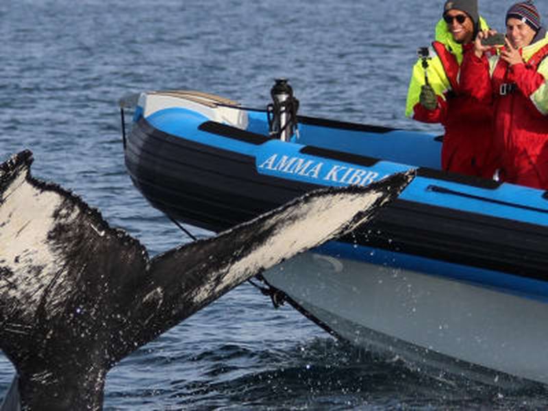 Billet Observation des baleines et excursion en bateau à moteur pour les macareux au départ de Húsavík