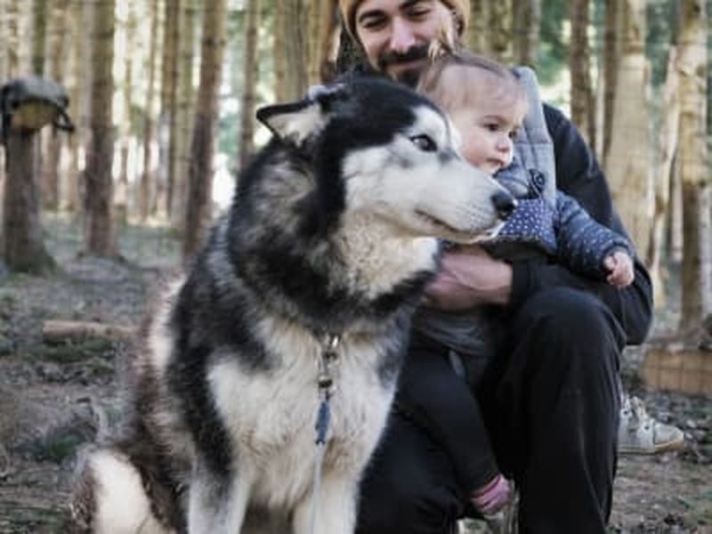 Billet Découverte des chiens de traîneau à Avajan, près de Loudenvielle dans les Pyrénées
